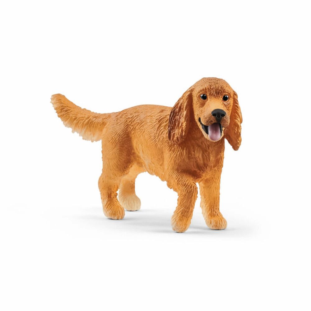 Cocker spaniel