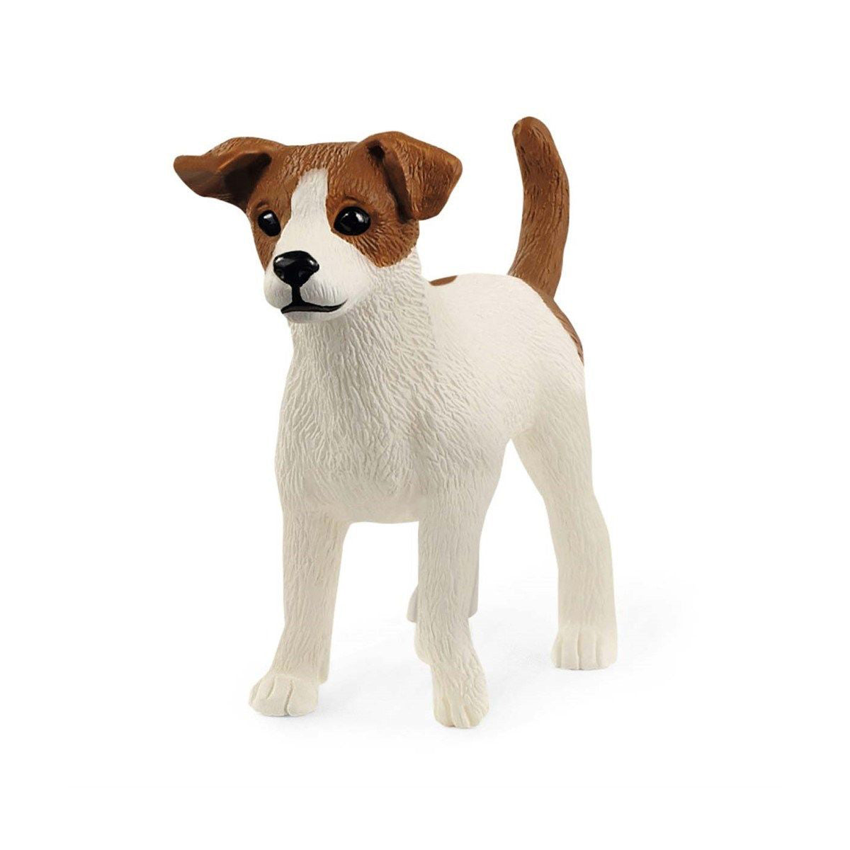 Jack Russell terrier